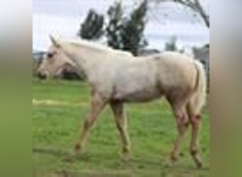 Lazy K Ranch's 14th Annual Fall Color Production Sale