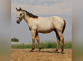 Lazy K Ranch's 14th Annual Fall Color Production Sale