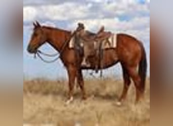 Lazy K Ranch's 14th Annual Fall Color Production Sale