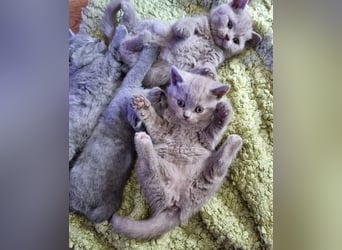Mannelijke en vrouwelijke Britse Korthaar kittens klaar om te vertrekken
