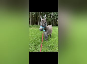 Miniature paard / Amerikaanse miniaturepony