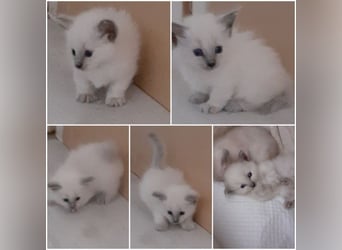 Munchkin kittens