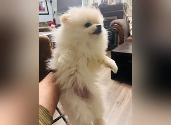 Pomeranian pups