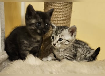 Prachtige Egyptische Mau kittens zoeken een liefdevol thuis
