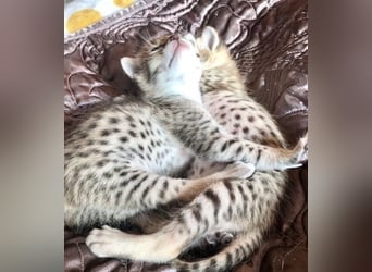 Savannah kittens
