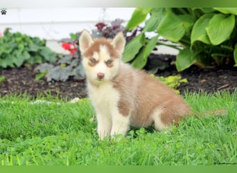 Siberische Husky-puppy's