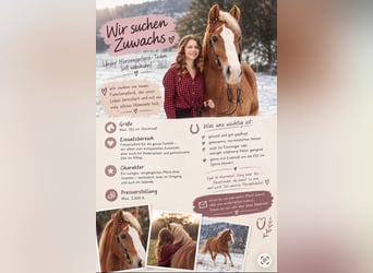 Zoek naar je droompaard