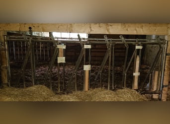 Zelfsluitend voederhek van Patura