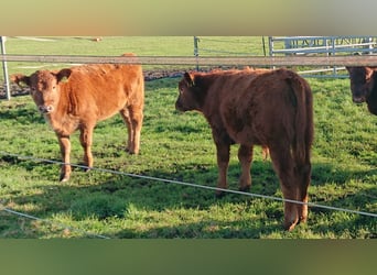 Deutsch Angus Mutterkühe tragend