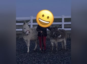 Twee lieve ezels te koop – gezond, gevaccineerd en ontwormd 🐴