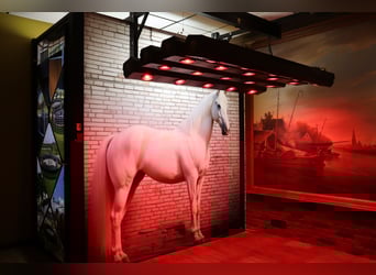 Molenkoning infrarood Paarden Solarium
