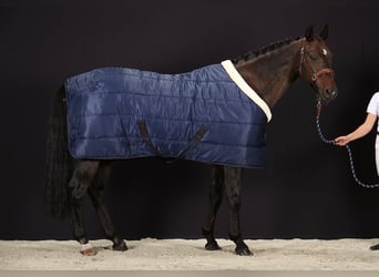 2 Luxe Stable Rugs 600D/400g 145/195cm