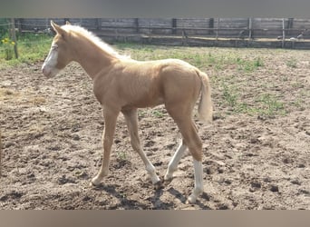 Te koop super mooi en braaf palomino hengstveulen 