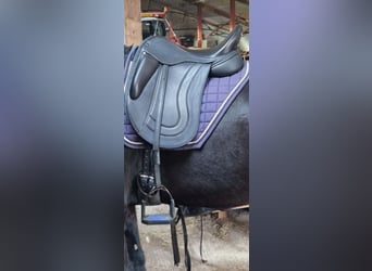 Fryso comfort AE dressuurzadel 17.5"