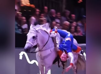 Trick Riding Ben Veach White Western Show Saddle