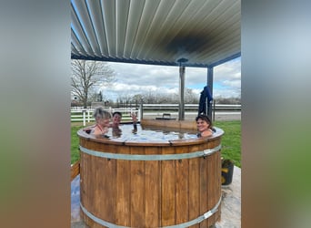 Gezinsuitje op een paardenhouderij – natuur, paarden en welzijn