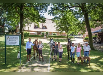 Herzlich Willkommen auf dem Heinshof! – Reiterferien vor dem Tor zur Welt!