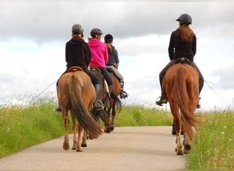 Paardrijvakanties voor meisjes vanaf 10 jaar. Familiegerunde manege in Midden-Franken.