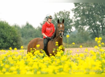 Neue Ferienwohnungen direkt am Wasser mit tollen Reitgelände - auch mit Gastboxen