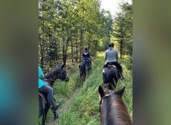 Reiterferien für Mädchen ab 10. Unsere Termine für 2026 sind online, wir freuen uns auf euch. 