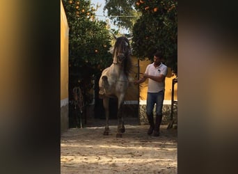 Ontdek de paardenwereld van Andalusië