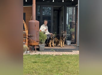 Paardenhotel op de Veluwe!!