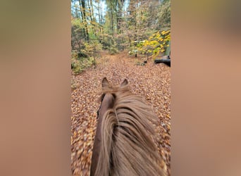 Seele baumeln lassen mit Ihren liebsten Vierbeinern im wunderschönen naturnahen Schlossgestüt Gadow