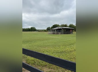 Equine Land for Lease near Tampa, Florida