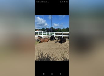 Paardebox, stal vrij, buitenstal