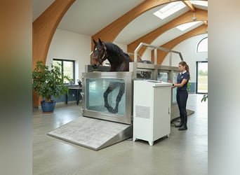 Premium Aquatrainer paard roestvrij staal – Nieuw en ongebruikt