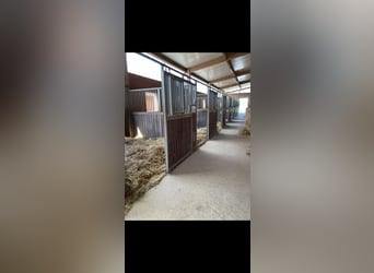 Stallen te koop
