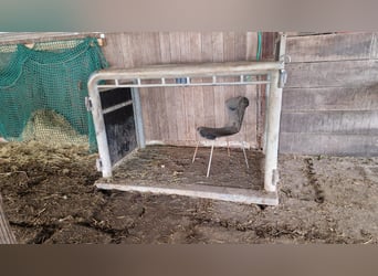 Untersuchungs/Behandlungsständer für Warmblutpferde