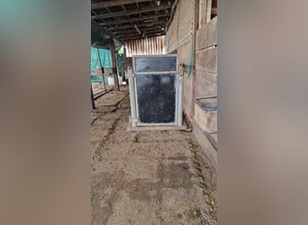 Untersuchungs/Behandlungsständer für Warmblutpferde