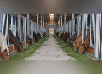 Weide-hekken voor paarden en voederbakken, ideale paardenbakken voor de paardenhouderij