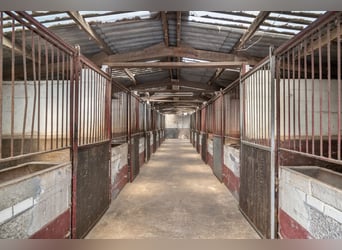 A complete equestrian accommodation with 2 company houses located in the outskirts of Venlo!