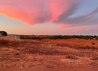 Finca De Ensueño De Más De 90 Ha Cerca De Sevilla