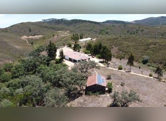 Gestüt in Portugal zu verkaufen – 40 Hektar Land, Privatseen und vieles mehr…