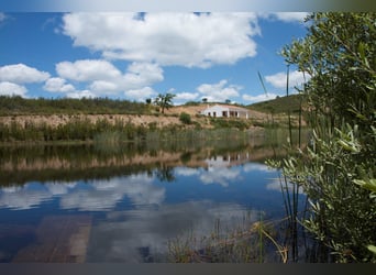 Gestüt in Portugal zu verkaufen – 40 Hektar Land, Privatseen und vieles mehr…