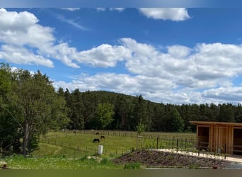 Große Reitanlage in idyllischer Alleinlage mit exklusivem Wohnhaus und mehreren Ferienhäusern