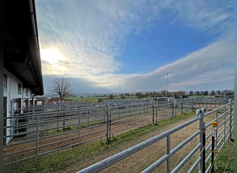 Große Reitanlage mit mehreren Wohneinheiten im Norden Frankfurts
