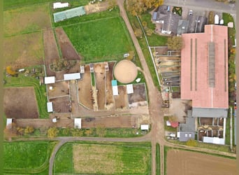 Große Reitanlage mit mehreren Wohneinheiten im Norden Frankfurts