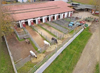 Große Reitanlage mit mehreren Wohneinheiten im Norden Frankfurts