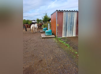 Pferdebetrieb mit lukrativem, großem Wohnhaus im Raum Darmstadt-Dieburg