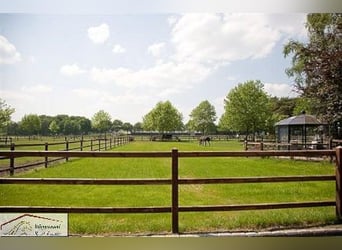 Reetgedecktes Landhaus mit Pferdeställen nähe Nijmegen, NL