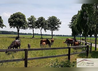 Reitsportanlage - Gestüt nähe Lingen Niedersachsen Deutschland