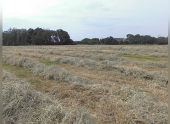 Ronde balen biologisch hooi paardenhooi