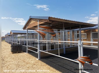 AMERICAN BARN - TOP Stallbau, Pferdestall bauen, Außenboxen und Pferdeboxen, Offenstall, Weidehütte