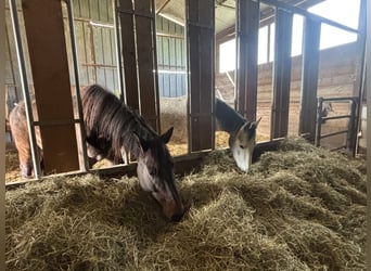 Offenstall zu verpachten (komb. mit Innenstall)