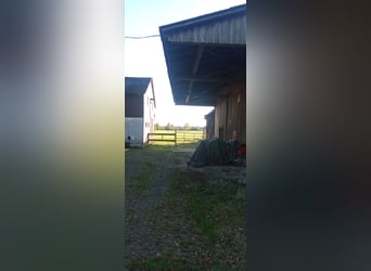 Boerderij, stalling, open stal met afgeronde weiden te huur voor zelfvoorzienende paardenhouders