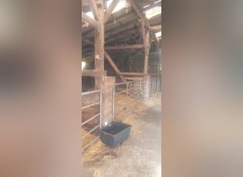 Boerderij, stalling, open stal met afgeronde weiden te huur voor zelfvoorzienende paardenhouders